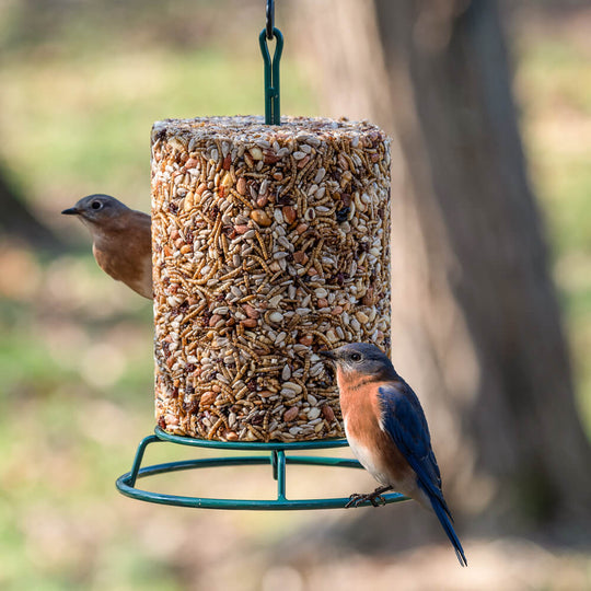 Mr. Bird EZFeeder