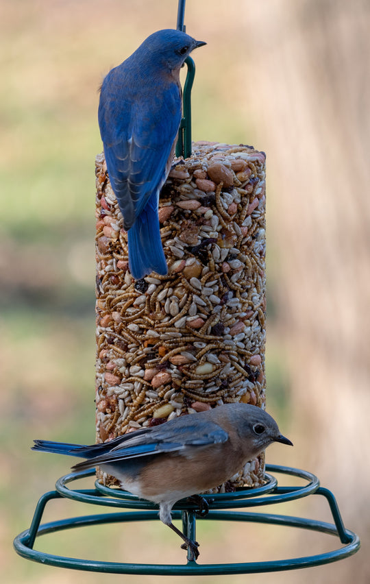 Mr. Bird EZFeeder