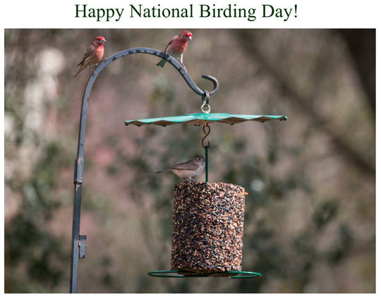 Mr. Bird Rain Guard