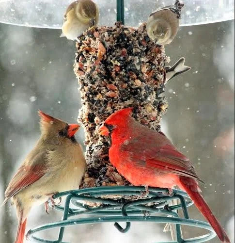Mr. Bird EZFeeder