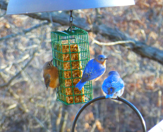 Mr. Bird Small Flaming Hot Feast Cake