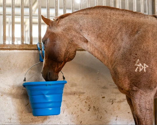 Boss Equine Boss Buckets