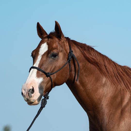 Classic Equine Rope Halter and 9 Foot Leadrope