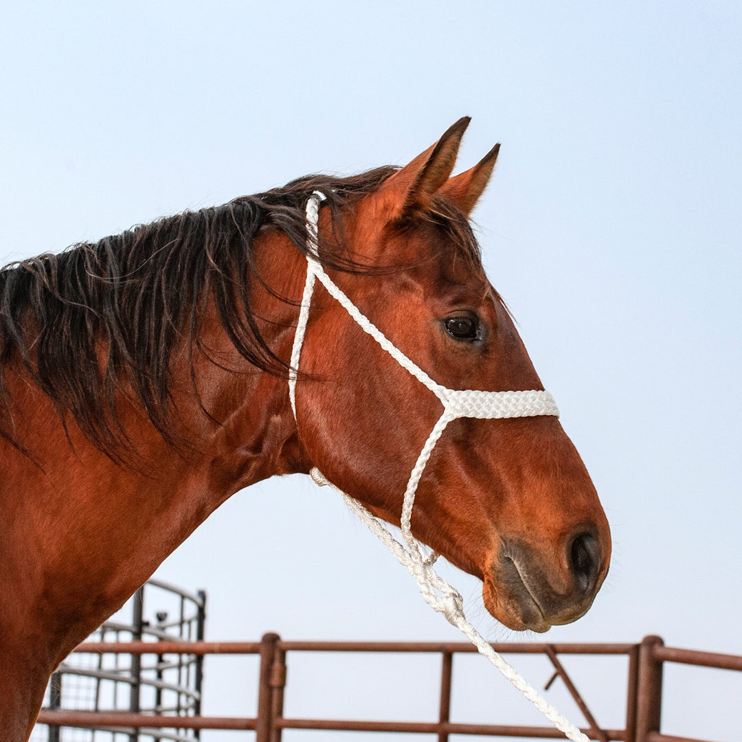 Martin Flat Braid Halter with Lead Rope