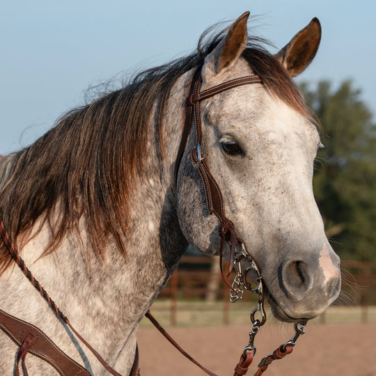 Martin Saddlery Browband Headstall with Rosette Strings