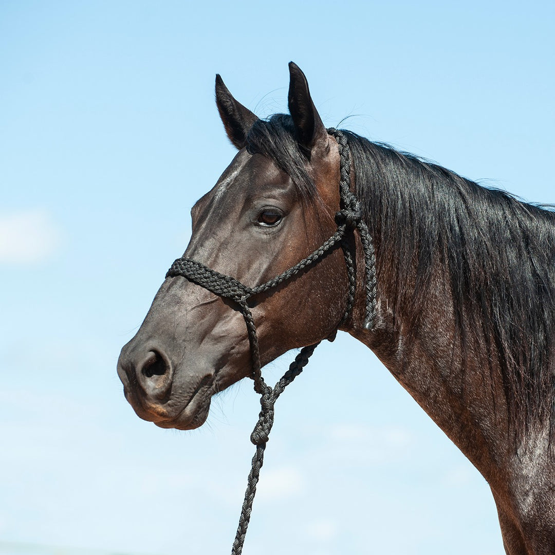 Cashel Flat Braid Halter with Lead Rope