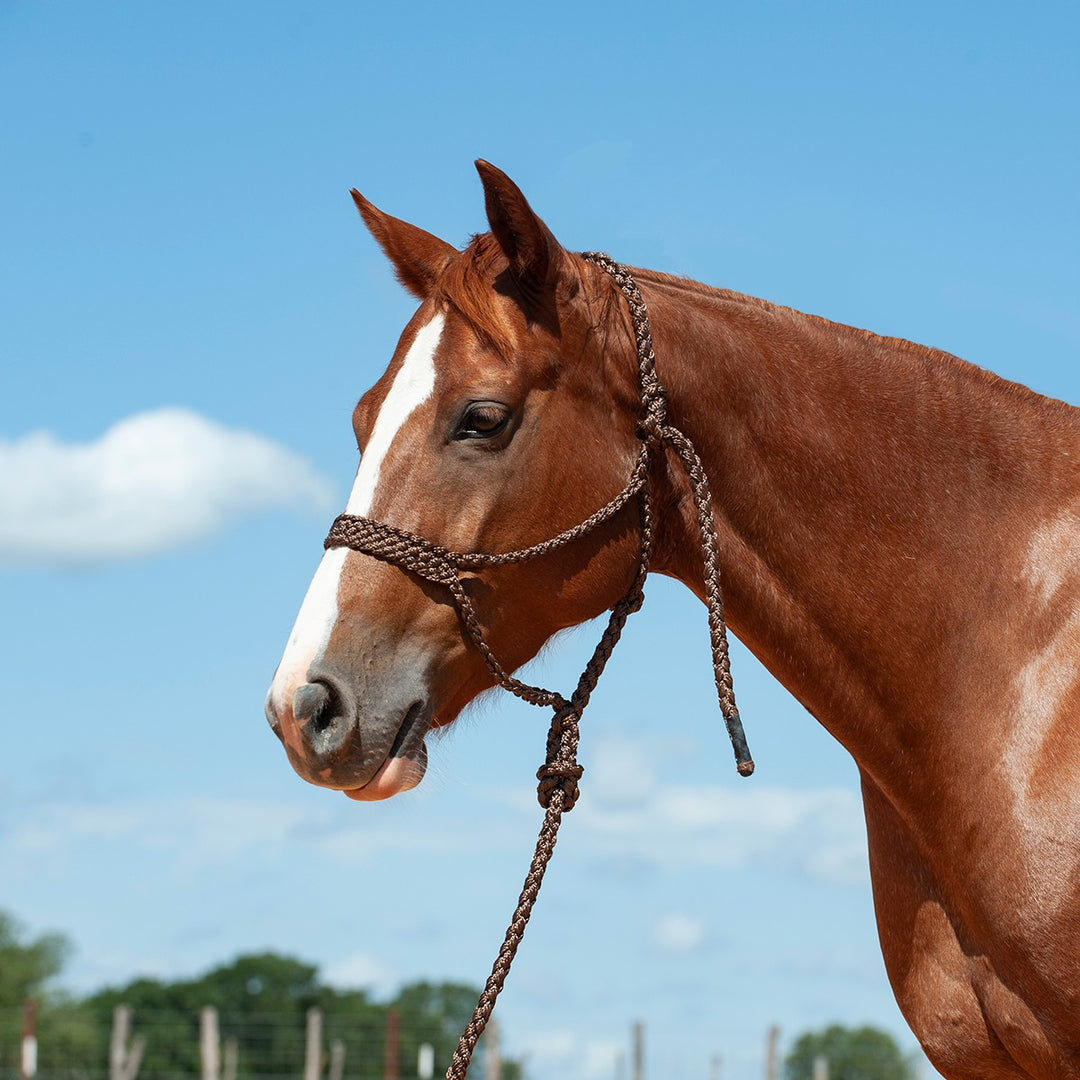 Cashel Flat Braid Halter with Lead Rope