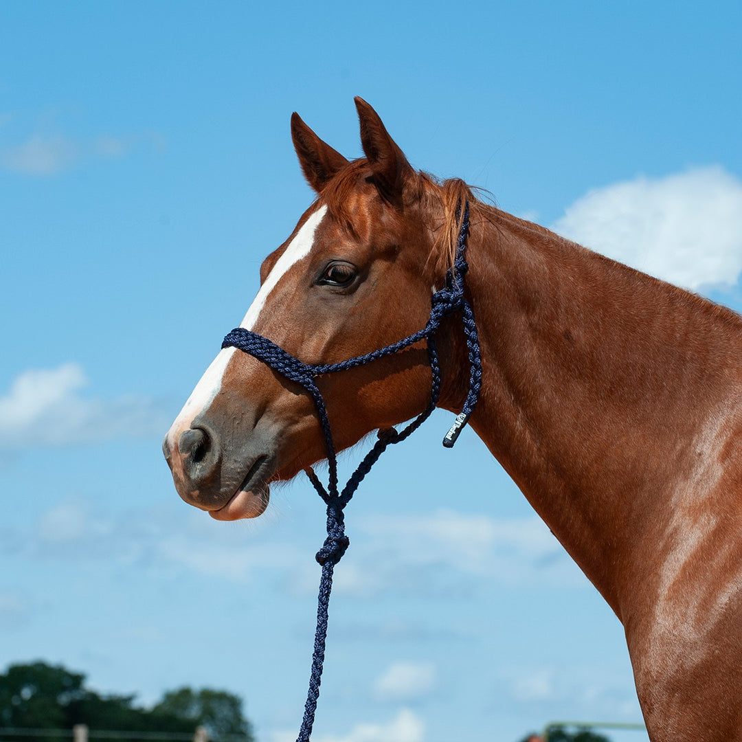Cashel Flat Braid Halter with Lead Rope