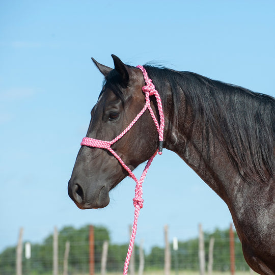 Cashel Flat Braid Halter with Lead Rope