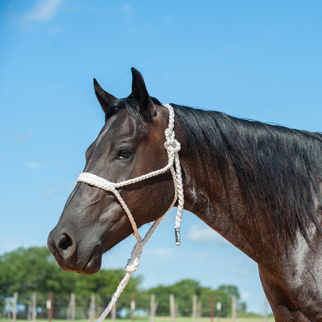 Cashel Flat Braid Halter with Lead Rope