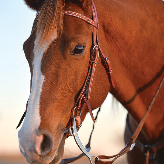 Classic Equine Shoulder Holder Bit with Low Port